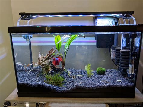 betta fish tank mates in 10 gallon|betta fish companion small tank.